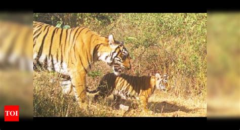 Rajasthan Sariska Tigress St 14 Gives Birth To Cub For Second Time Jaipur News Times Of India