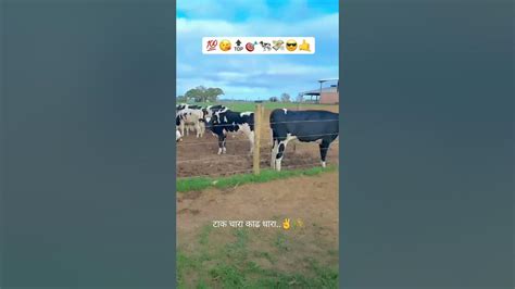 Cow Lover 🐄💸🐄 Short Viralshort Youtube