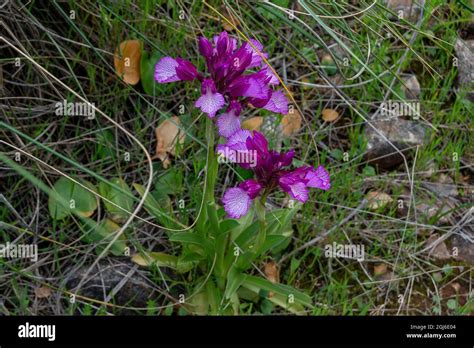 Orchis Papilionacea Pink Butterfly Orchid Stock Photo Alamy