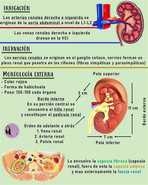 Pin De Andrea Otero En Aparato Urinario Irrigacion Sistema Digestivo