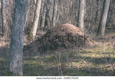 Naked Pine Tree Forest Before Winter Stock Photo Shutterstock