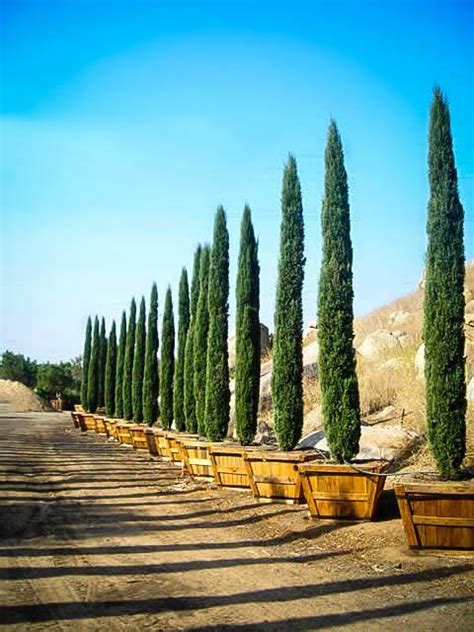 Italian Cypress Trees