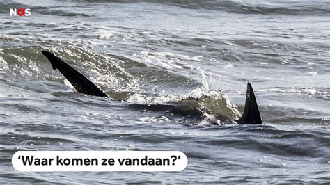 Naar Haaien Hengelen In De Noordzee Youtube