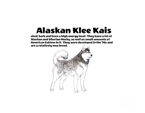 Alaskan Klee Kais Drawing By Carol Veiga Fine Art America