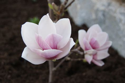 Tulpenmagnolie Baumschule Pernerstorfer