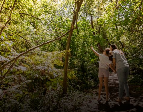 Yerba Buena Celebra La Semana Del Medio Ambiente Con Un Cronograma De