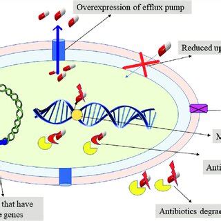 Antibiotic resistance due to mutations in penicillin-binding protein ...