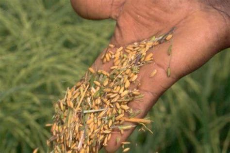 Investigadores Españoles Demuestran Que Tres Proteínas Del Arroz Transgénico Frenan El Sida