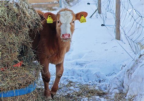 Cattle Winter Feeding Strategy - Veterinary Medicine at Illinois