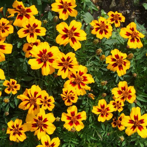 how long does it take for a marigold to grow