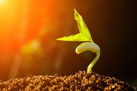 Fototropismo Y Fotoperiodicidad En Las Plantas