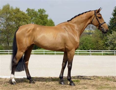 pin   king  horses warmblood horses beautiful horses