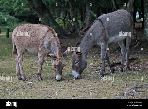 Donkey And Foal New Forest Hampshire England Stock Photo Alamy