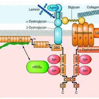 The Dystrophin Glycoprotein Complex Dgc In A Skeletal Muscle Cell