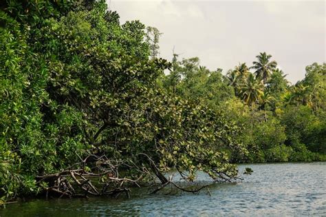 Premium Photo | Sri Lanka Mangroves on the banks of the Madu Ganga river