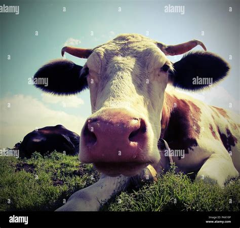 young cow with little horns and vintage effect Stock Photo - Alamy