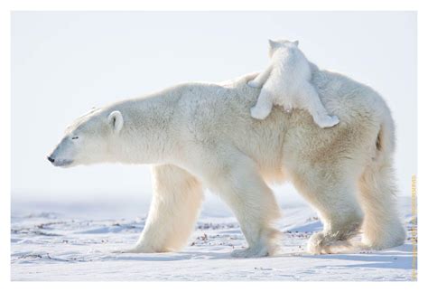Cute Polar Bear Wallpapers Top Free Cute Polar Bear Backgrounds