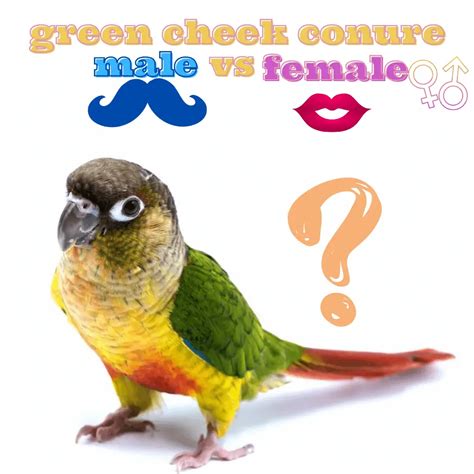 How to recognize a male from a female Conure - male vs female conure