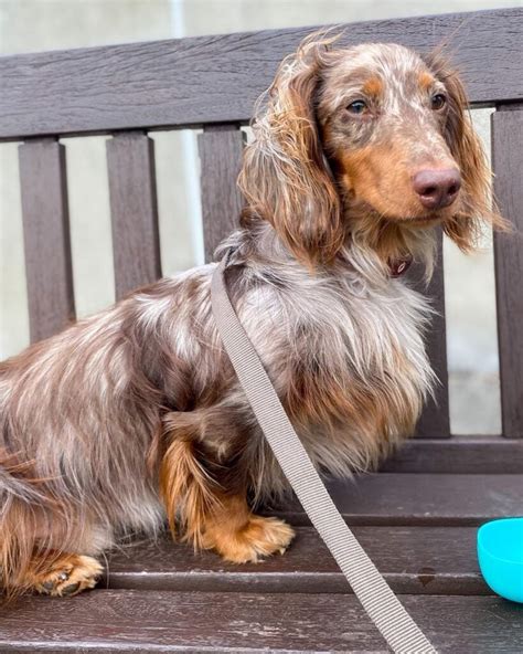 Discover The Rare And Beautiful Tri Merle Long Hair Dachshund Why You