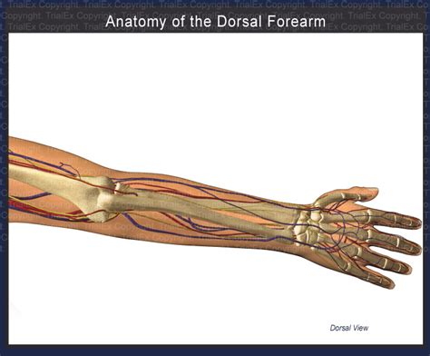 Anatomy Of The Dorsal Forearm Trialquest Inc