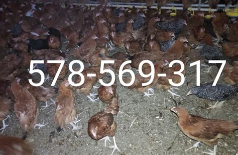 Kury Nioski Du E Rosa Leghorn Lohman Miech W Olx Pl