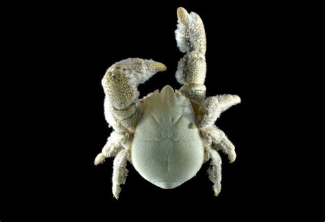 Antarctic Yeti Crabs Cling To Hot Jets And Farm Bacteria New Scientist