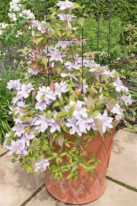 Winter Care and Protection for Clematis Plants | Gardener’s Path