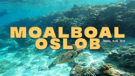 Moalboal And Oslob Vlog Whale Shark Watching Tumalog Kawasan Falls