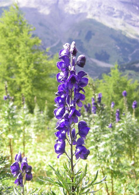 Aconitum | ferrebeekeeper