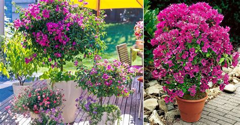 Growing Bougainvillea In Pots Bougainvillea Care In Containers