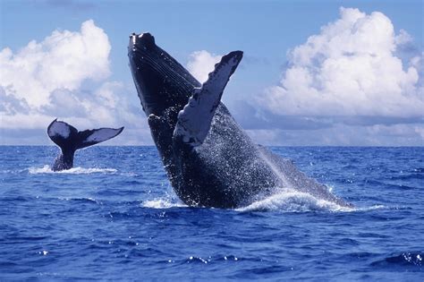 Santuario de ballenas El Vizcaíno en Baja California Sur Patrimonio de