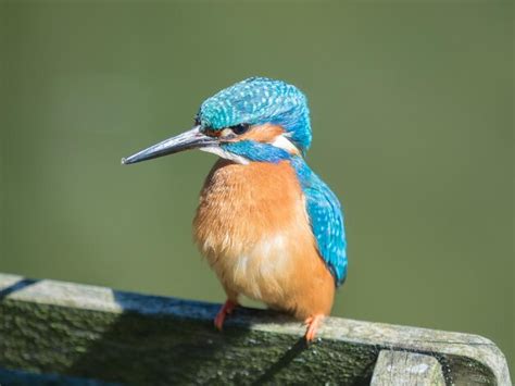 Kingfisher Pet Animal Images Free Download On Freepik