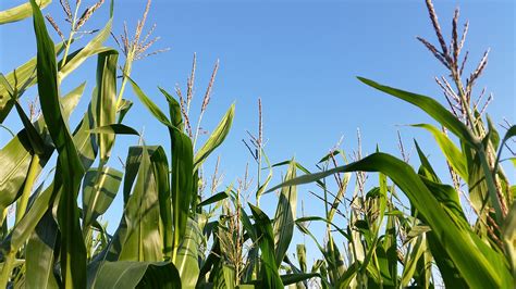 Cornfield Monoculture Landscape Agriculture Corn Fields Free Image