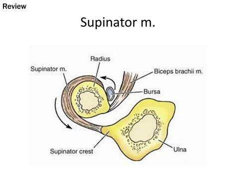 PPT - Supinator m. PowerPoint Presentation, free download - ID:2361121