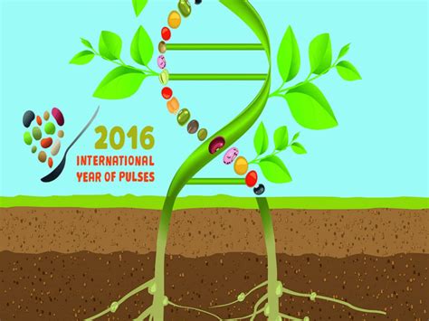 (PDF) MAJOR BREEDING STRATEGIES FOR ABIOTIC STRESS TOLERANCE IN PULSES ... 