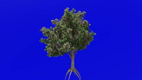 Tree fruit animation loop - tung tree, tung oil tree, tungoil tree