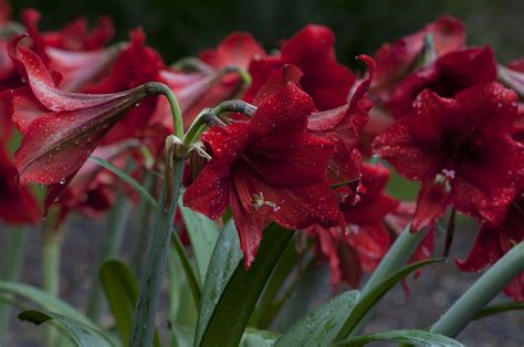 Descubre El Significado Y Simbolismo De La Flor De Amaryllis