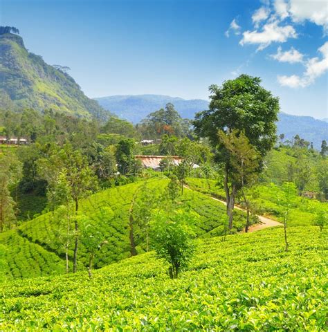 Tea plantation stock photo. Image of ceylon, morning - 69953460