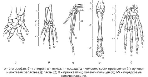 Фаланги пальцев. Большая российская энциклопедия