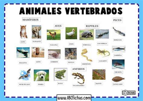 Grupo Dos Animais Vertebrados - 10