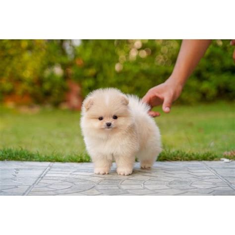 Cute Teddy Bear Pomeranian Puppies - Pets Lovers