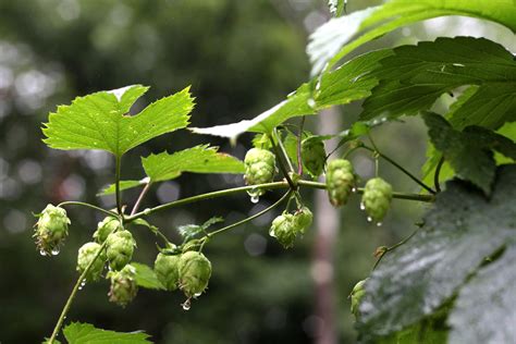 Bildet tre natur gren blomstre anlegg frukt bær blad blomst