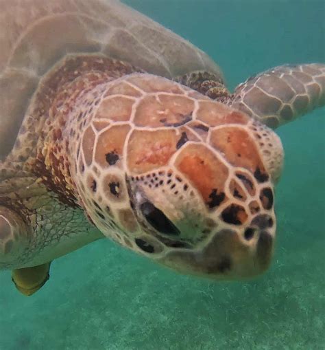 The Responsible Way to Swim and Snorkel with Akumal Turtles