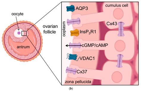 Cells Free Full Text The Relevance Of Aquaporins For The Physiology