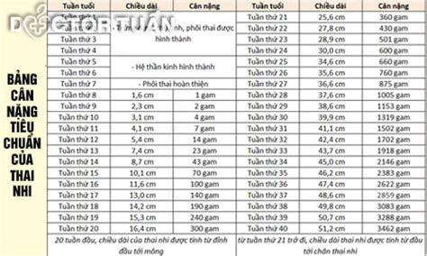 Bảng cân nặng tiêu chuẩn của thai nhi theo quá trình phát triển Blog