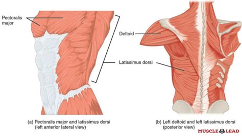 Australian Pull Up - Muscles Worked, Benefits and How to Do