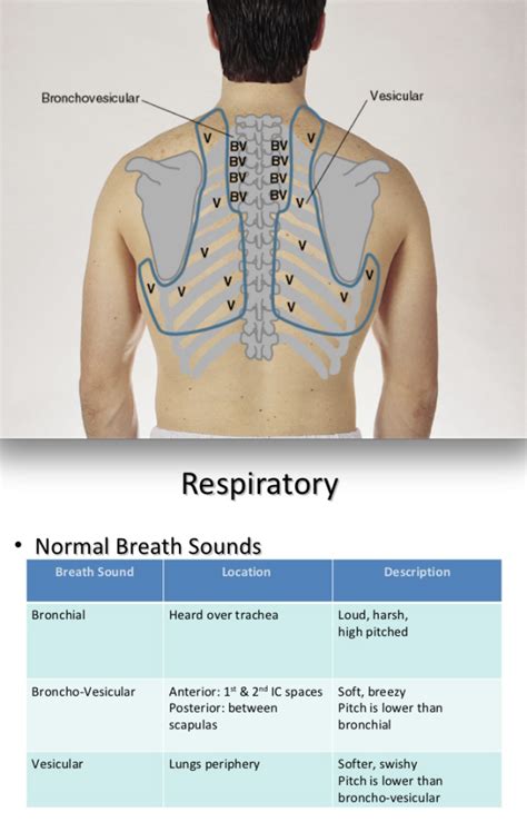 Lung Sounds Location Analysispolf