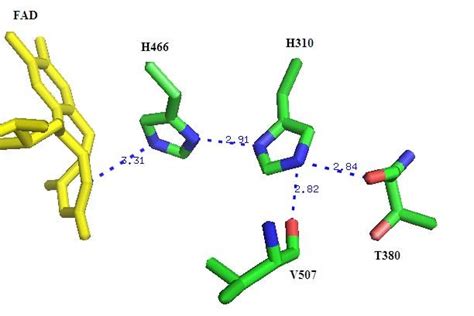 2 Crystal Structure Of Choline Oxidase X Ray Crystallographic