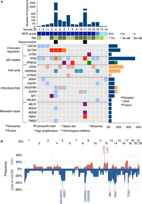 Of Genomic And Chromosomal Alterations In Dcgs A Representative Download Scientific Diagram