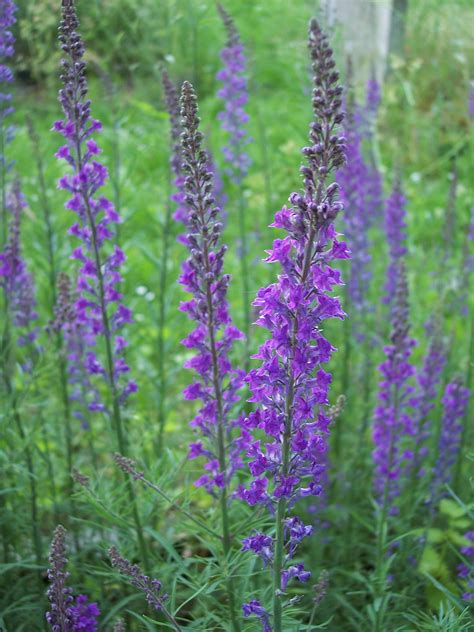 Purple Toadflax Linaria Purpurea Perennials Hardy Perennials Bees